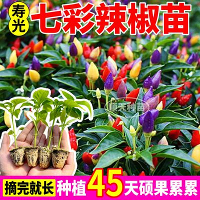 压趴架番茄苗秧带土球四季盆栽