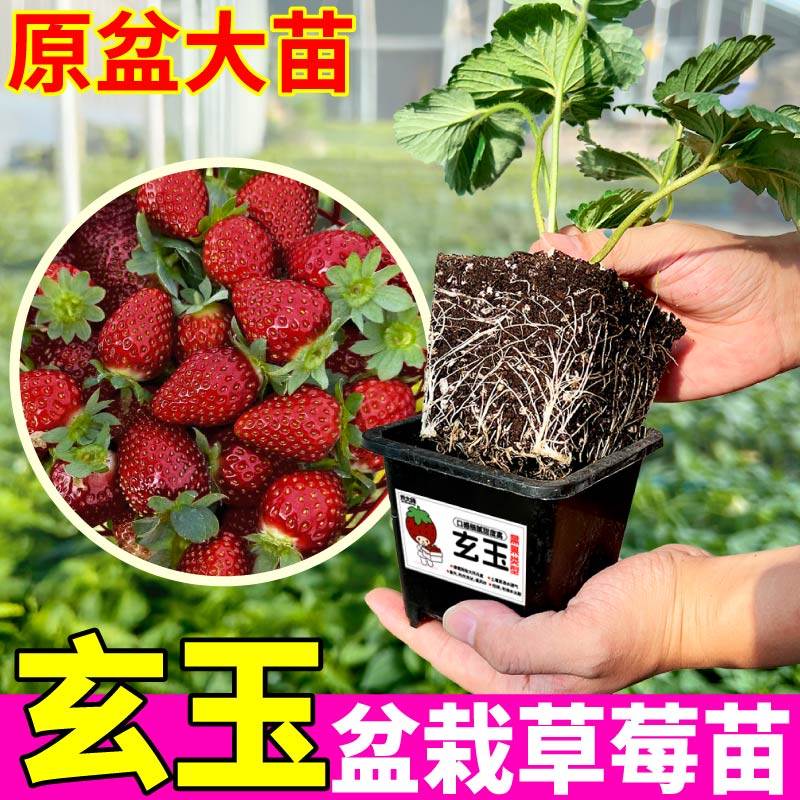 四季盆栽草莓苗玄玉草莓苗秧香甜红颜越雪妃章姬草莓南北方种植