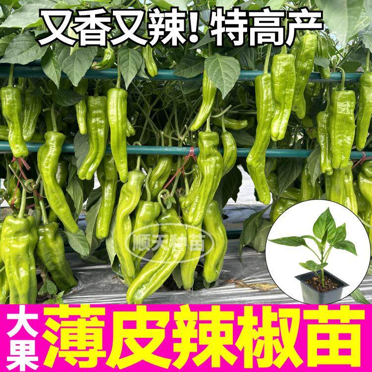 大果薄皮辣椒秧苗四季高产抗病毒阳台小院盆栽皱皮辣椒种子籽