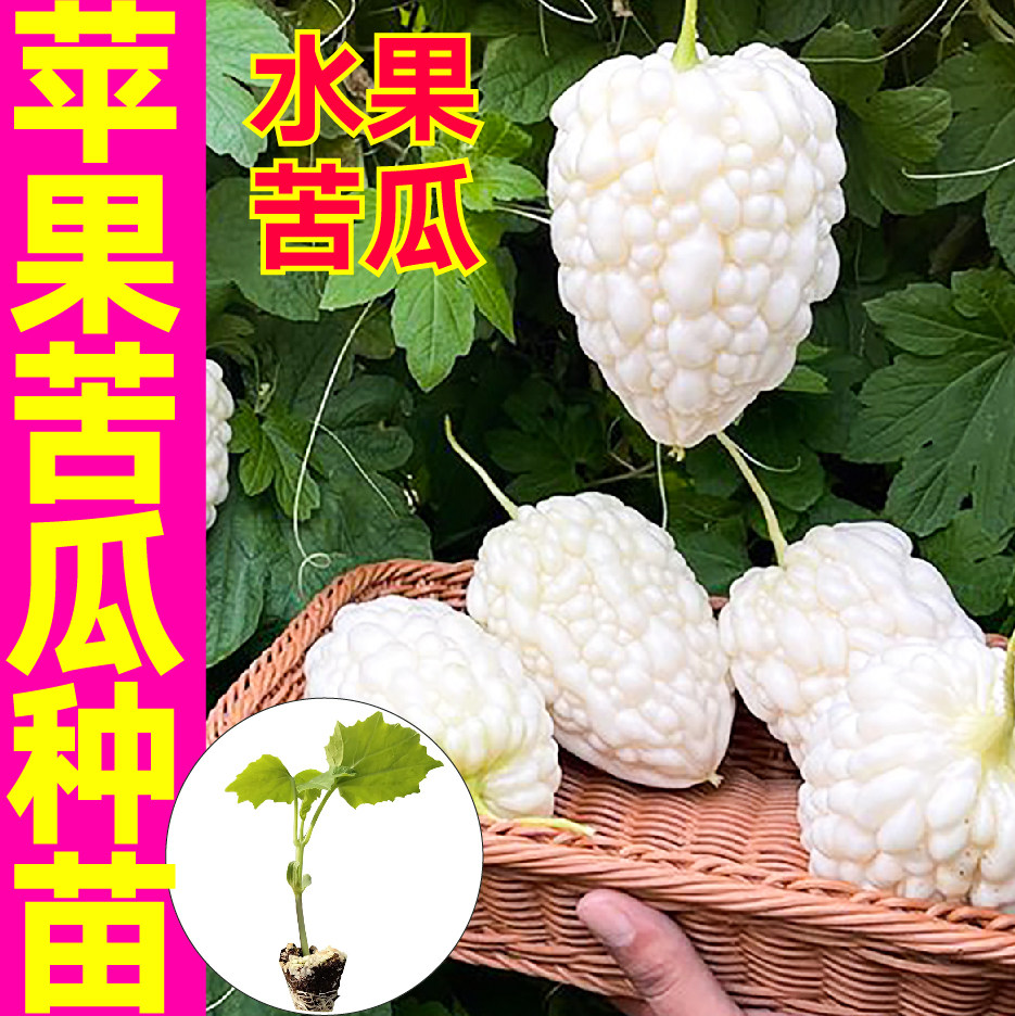 水果苦瓜苹果苦瓜秧苗四季甘甜大果生吃苦瓜珍珠绿剑苦瓜种子高产