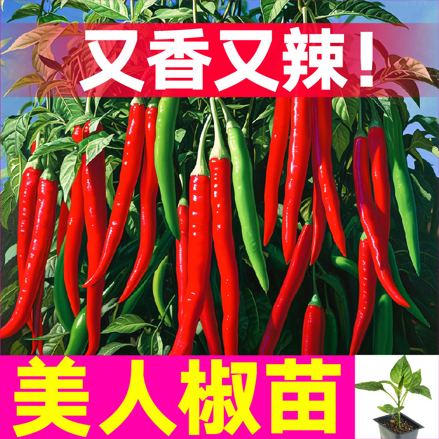 山东寿光高产香辣美人椒秧苗幼苗辣椒树高产种子多茬采收四季蔬菜