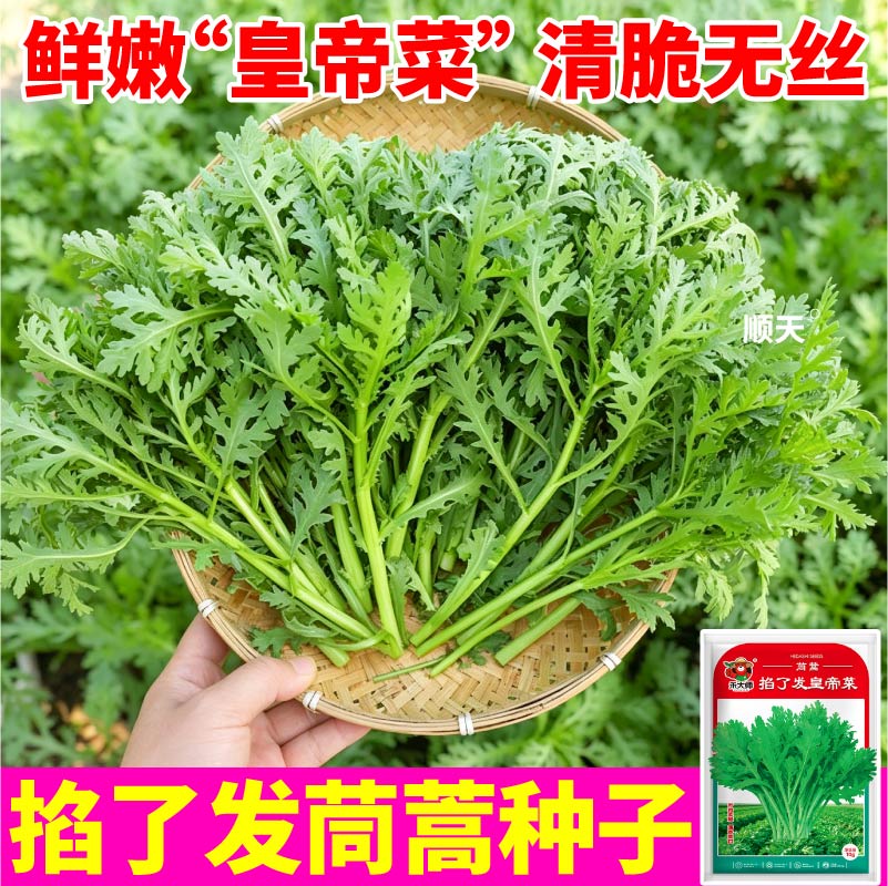 高产掐了发茼蒿种子鲜嫩皇帝菜分多多茼蒿菜种子当季新种茼蒿种籽