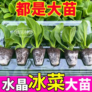 高产水晶冰菜大苗秧四季冰菜种子重复采收阳台盆栽庭院带土球蔬菜