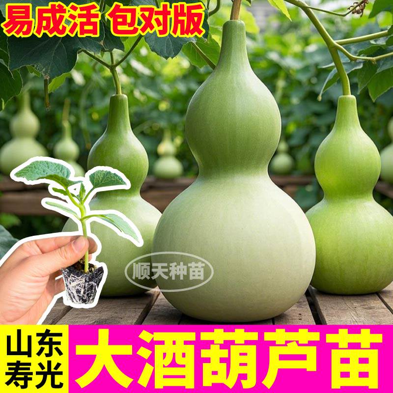大酒葫芦苗秧观赏食用文玩手捻亚腰葫芦种子籽易成活带土球庭院