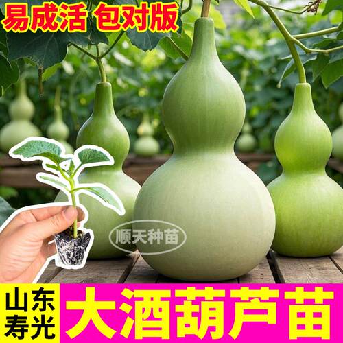 大酒葫芦苗秧观赏食用文玩手捻亚腰葫芦种子籽易成活带土球庭院