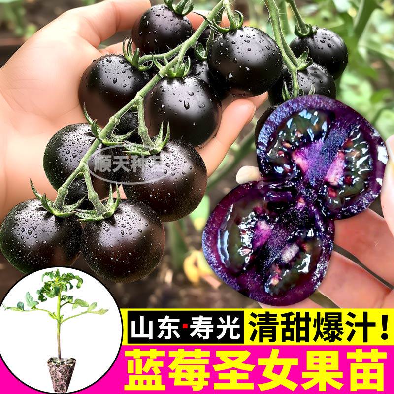 蓝莓圣女果苗秧苗纯黑紫色番茄种子皮薄超甜黑珍珠西黑柿阳台盆栽