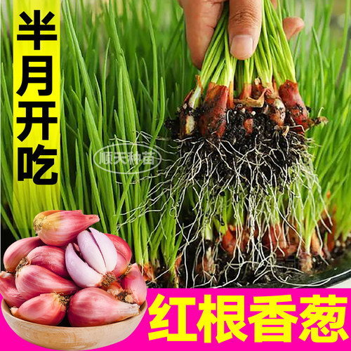 新鲜正宗四川红葱头种籽火葱头干葱头四季阳台盆栽蔬菜15天采收