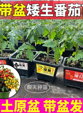 带盆好矮生番茄苗秧红黄黑樱桃迷你圣女果种子原土原盆超甜四季