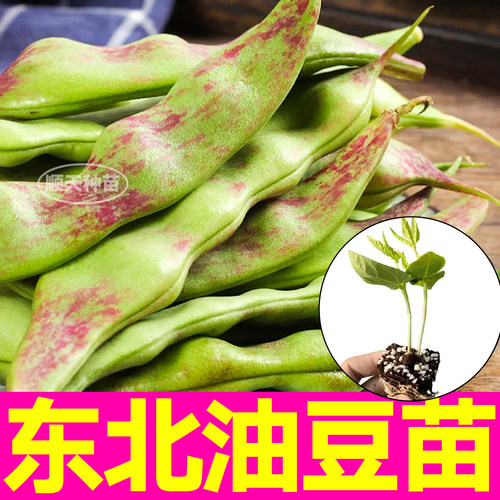 正宗一点红东北油豆角苗秧扁豆油豆角种子四季高产爬藤蔬菜苗小院