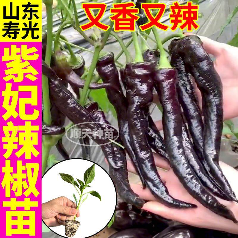 压趴架紫妃辣椒苗秧带土球黑美人紫绿螺丝椒辣椒种子阳台庭院种植