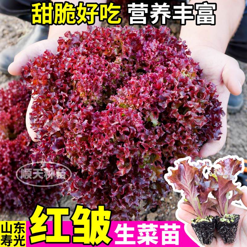 寿光红皱生菜苗秧高产紫叶生菜大速意大利奶油生菜种子阳台庭院