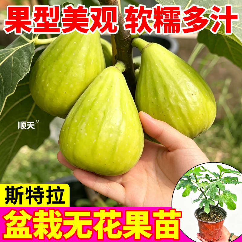 【一级苗】斯特拉无花果盆栽果树苗甜糯多汁正宗波姬红青皮壮苗