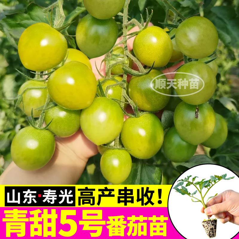 寿光青甜5号苗秧四季阳台盆栽超甜番茄种子红千禧金玲珑圣女果苗