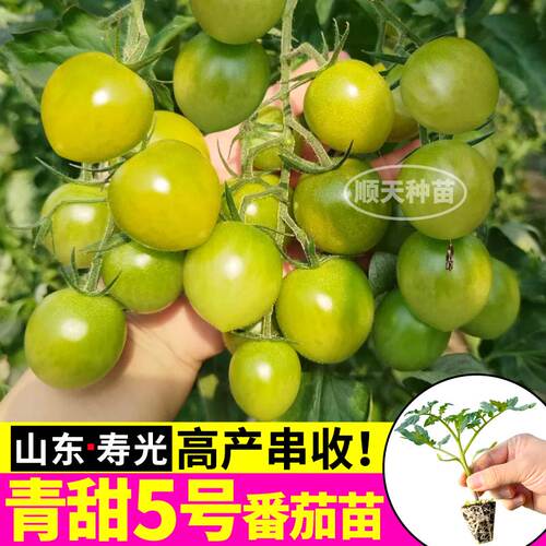 寿光青甜5号苗秧四季阳台盆栽超甜番茄种子红千禧金玲珑圣女果苗