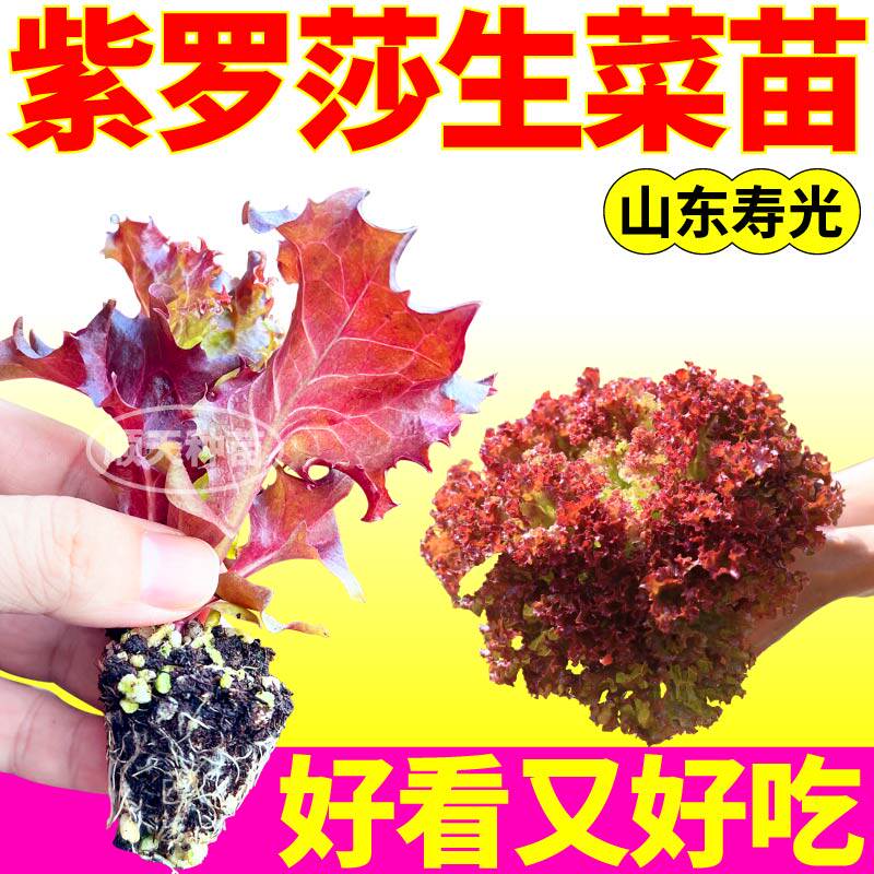 紫罗莎生菜苗秧穴盘苗根系发达红紫皱生菜种子盆栽小院大速意大利