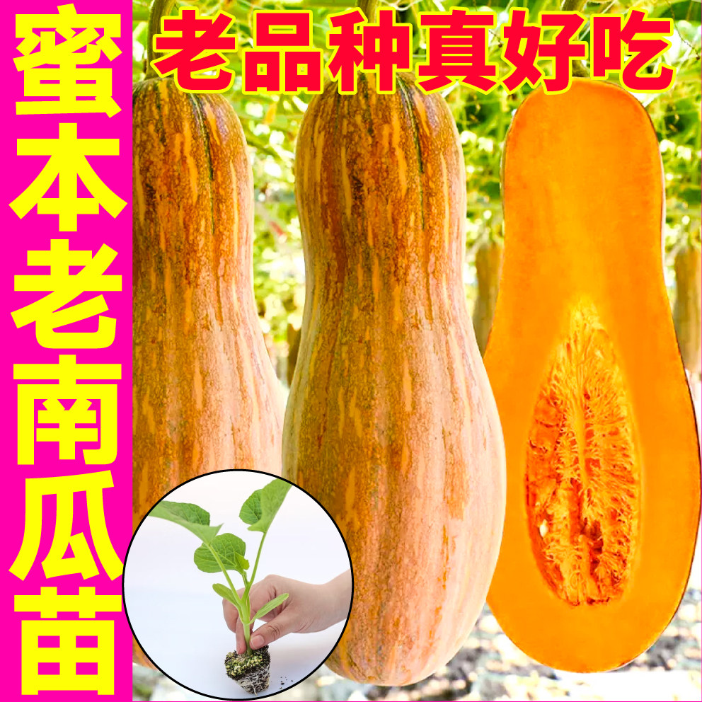 山东寿光老品种特甜蜜本老南瓜秧苗绿贝贝南瓜种子四季高产蔬菜苗