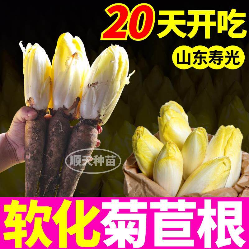 山东寿光正宗菊苣苗双面采收盆栽