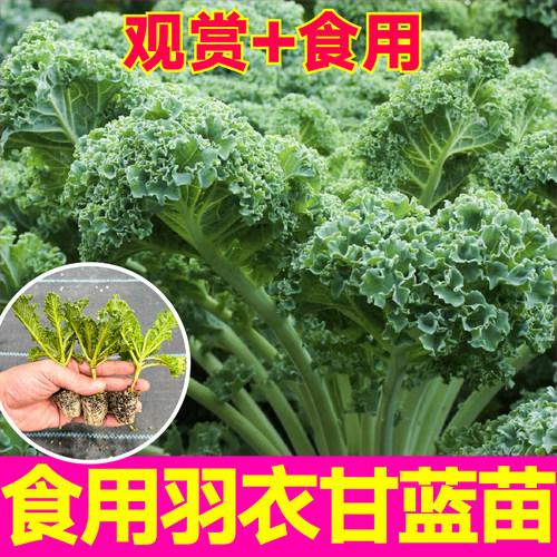 山东寿光观赏食用绿粉紫羽衣甘蓝苗秧苗四季盆栽耐热耐寒蔬菜种子