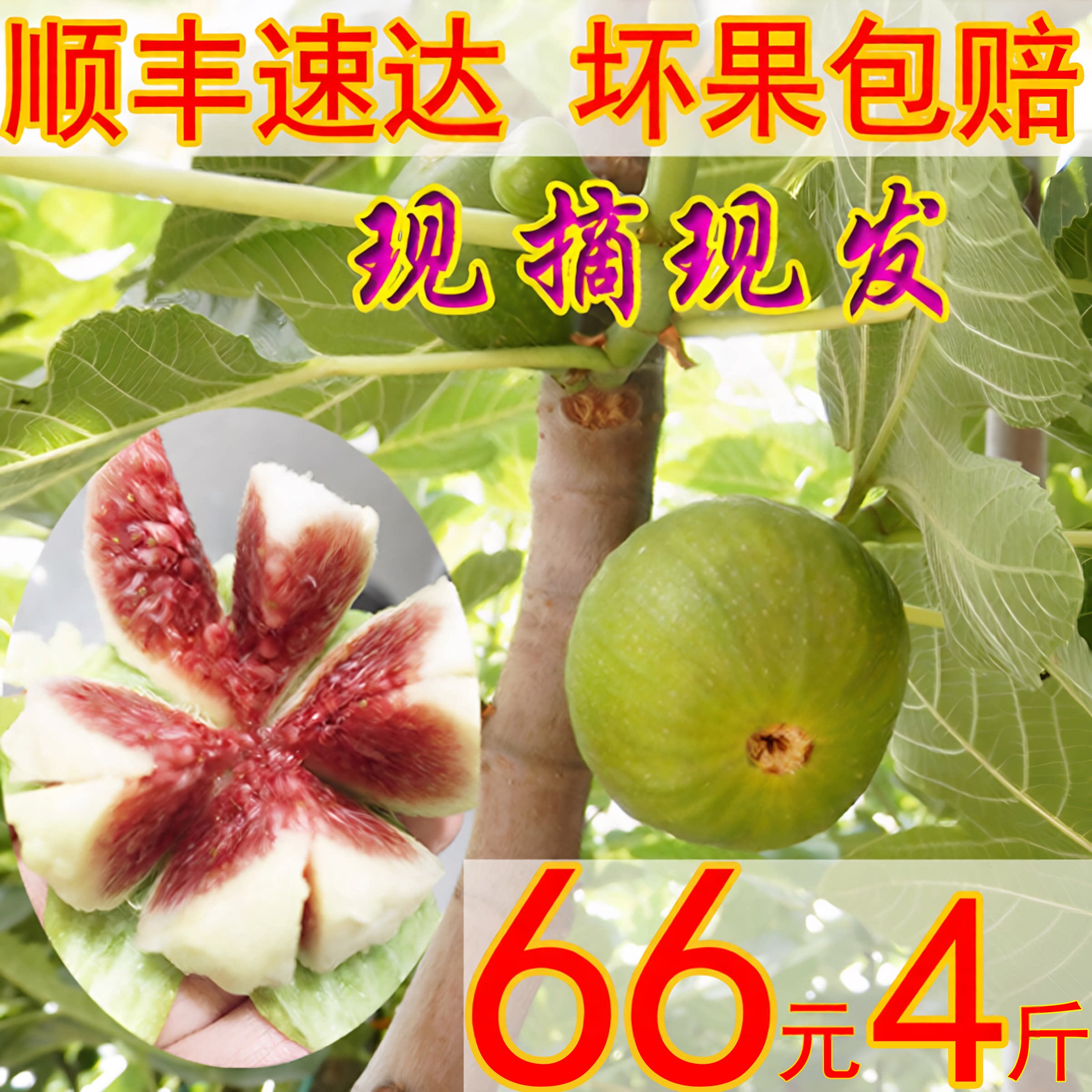 新鲜无花果现摘现发不打药