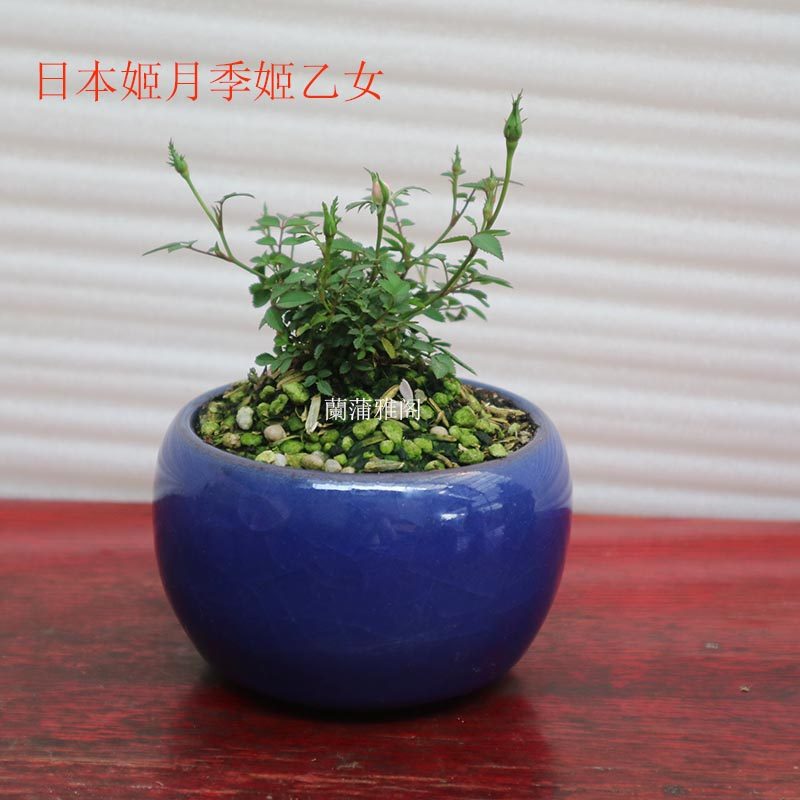 日本乙女进口姬月季小叶微型盆景