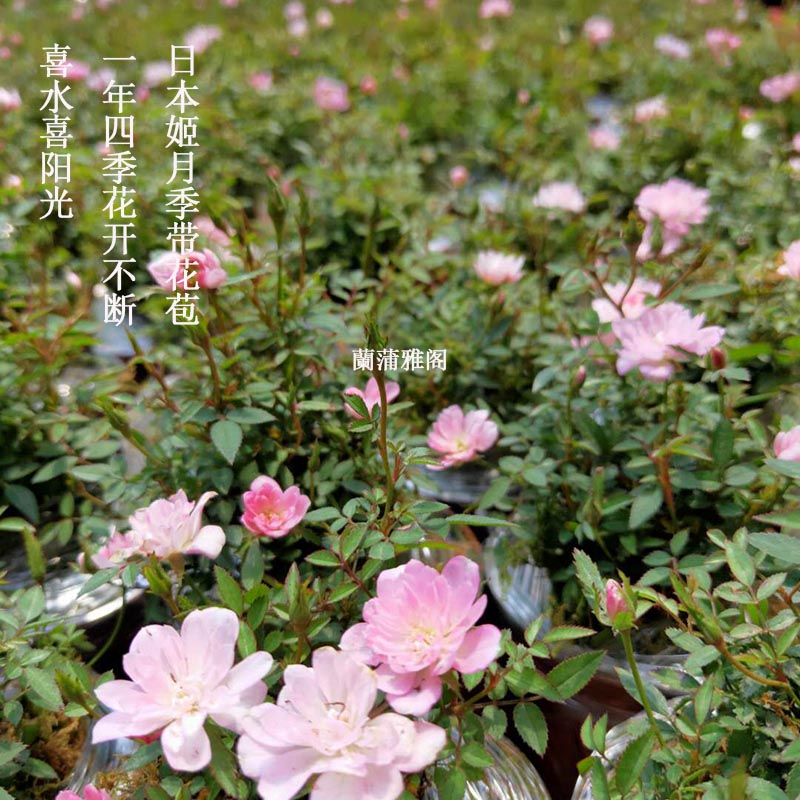 绿植日本姬翠竹菖蒲玫瑰微型盆景