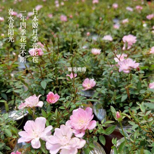 日本姬乙女进口姬月季姬蔷薇姬翠竹菖蒲微型盆景绿植盆栽小叶玫瑰