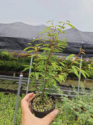 日本红花姬合欢网红好养阳台窗台花卉微景观迷你桌面盆栽小植物苗