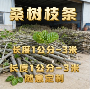 天然桑树枝干花装饰材料现剪新鲜桑树树枝枝条现剪棒木条经络桑枝