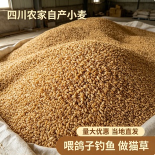 绵阳农家带皮小麦粒新货小麦种水陪猫草食用鸽粮麦子酿酒做麦芽糖