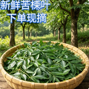 绵阳现摘包邮苦楝树叶苦楝叶子楝树叶楝子树叶树叶农家川楝苦练树