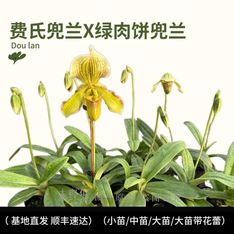 赤野集 新品种费氏兜兰X绿肉饼兜兰花期长室内桌面绿植花卉带花苞