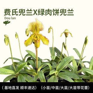 赤野集 新品种费氏兜兰X绿肉饼兜兰花期长室内桌面绿植花卉带花苞