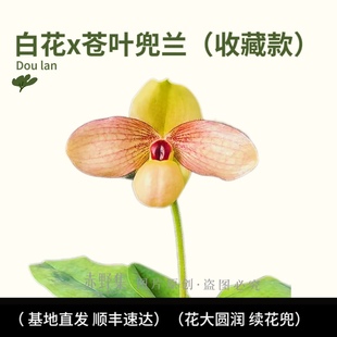 续花型 兰花爱好者收藏款 白花兜兰x苍叶兜兰 赤野集兰花