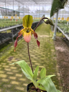 赤野集苍叶x菲律宾兜兰一杆多花花色漂亮花期长现现开花