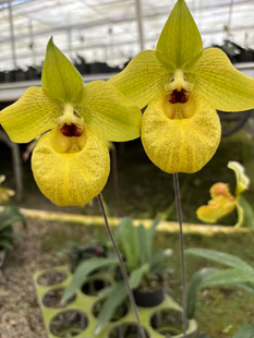 赤野集兜兰春晓兜兰麻栗坡X杏黄(malipoense x armeniacum)