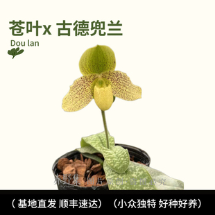 赤野集新品苍叶x古德兜兰带花苞