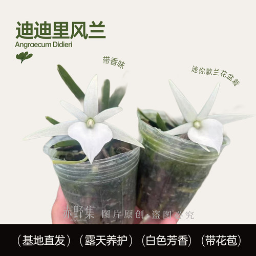 小众高端风兰赤野集稀有风兰