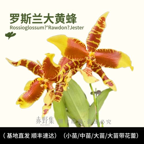 赤野集兰花罗斯兰大黄蜂 杂交兰易养护 品种奇特 花型大花期长