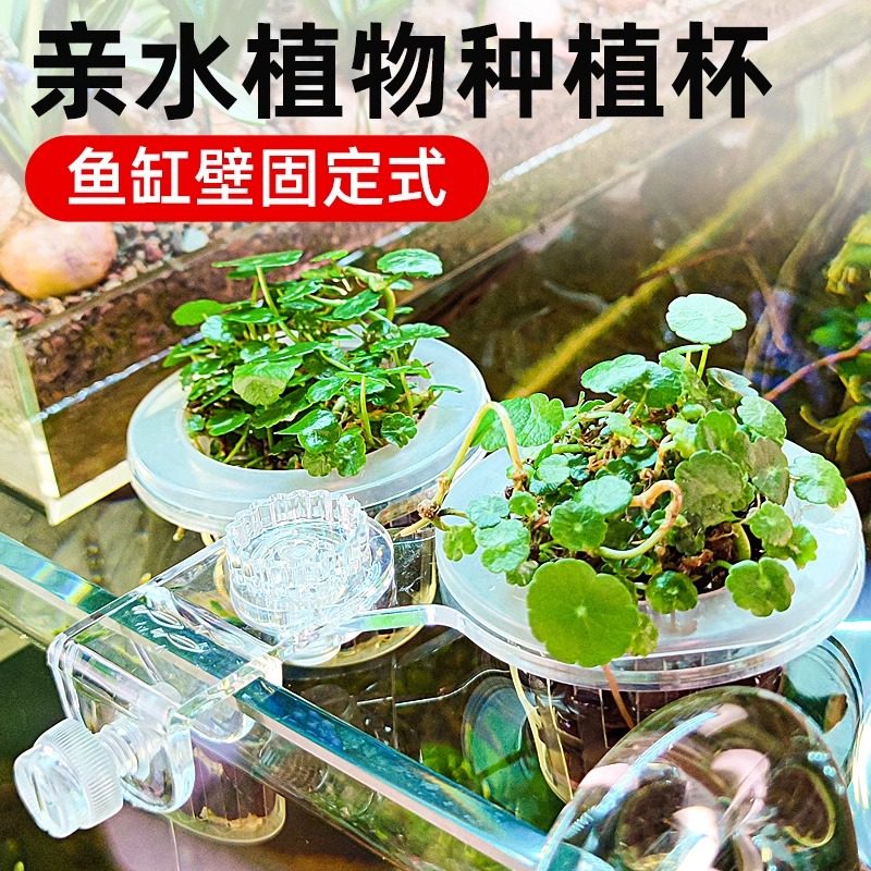 【鱼缸水培植物固定架】红薯苗带吸盘支架水生植物装饰盆栽壁挂式,宠物/宠物食品及用品,桌面缸,淘宝优惠券,粉丝福利购,淘宝优惠卷