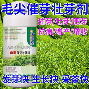 毛尖茶叶面肥茶叶催芽剂催芽长嫩绿抗寒抗冻催芽素生长素叶面肥料