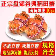 特大满黄盘锦河蟹大闸蟹公2.8-2.4全母2.4-2.0稻田螃蟹顺丰10只