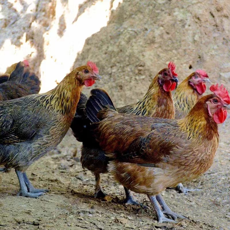 清远鸡现杀新鲜孕妇滋补老母鸡散养土鸡走地鸡黑脚麻鸡整只顺丰