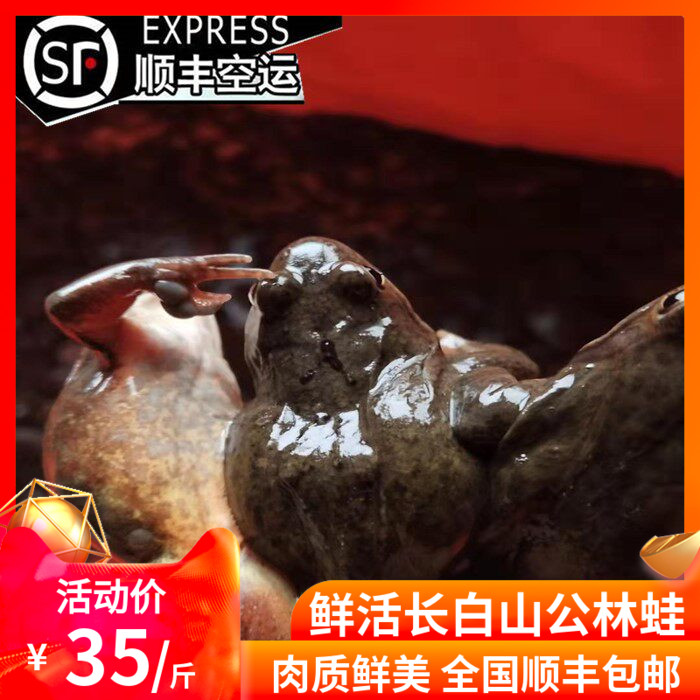 东北林蛙鲜活 活林蛙长白山大母牛蛙/蛙类制品