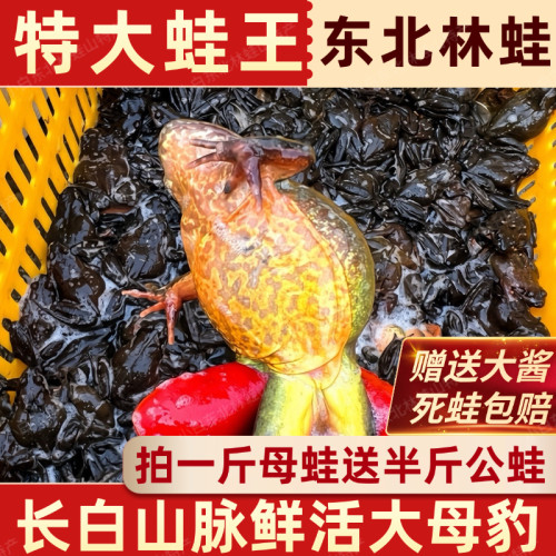长白山林蛙满籽满油雪蛤保活到家