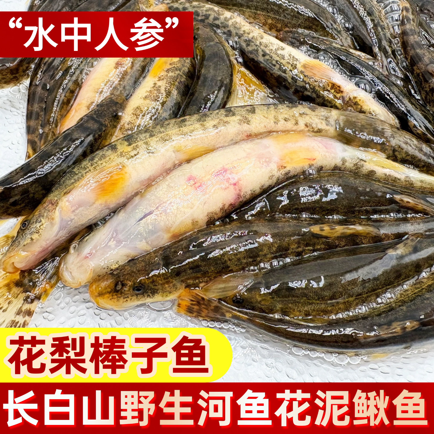 东北河花泥鳅鱼开河鱼冷水河鱼 长白山溪水鱼 东北特产花梨棒子鱼