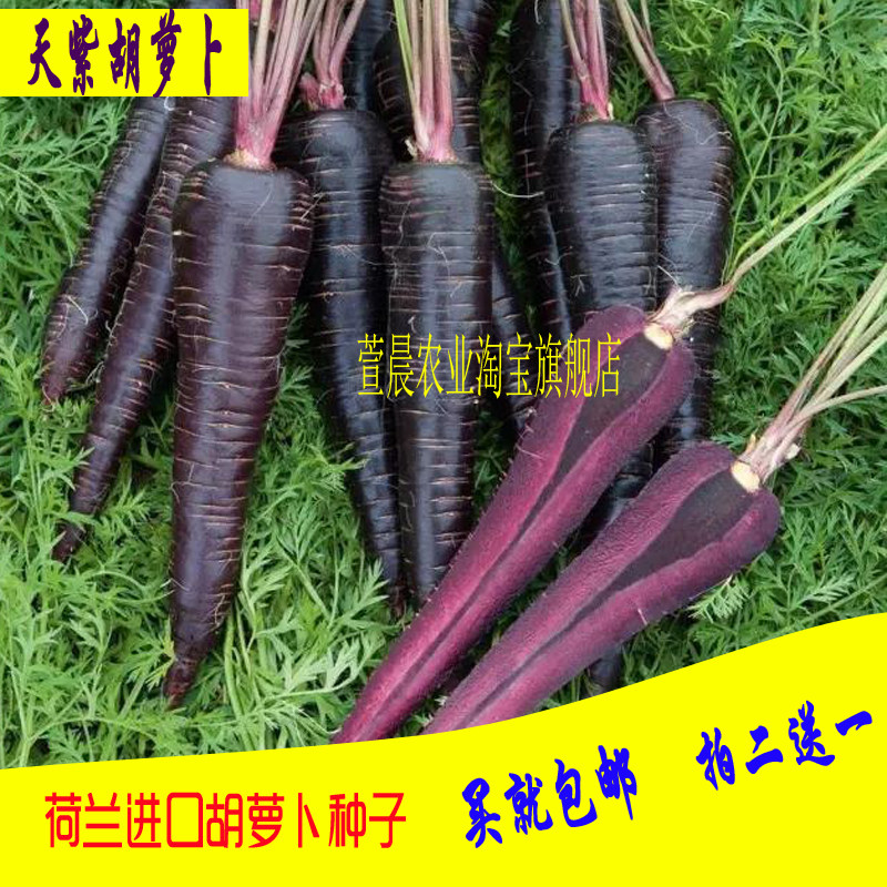 天紫艳紫紫黑胡萝卜种子 紫瓤紫心紫人参黑紫胡萝卜四季蔬菜种子