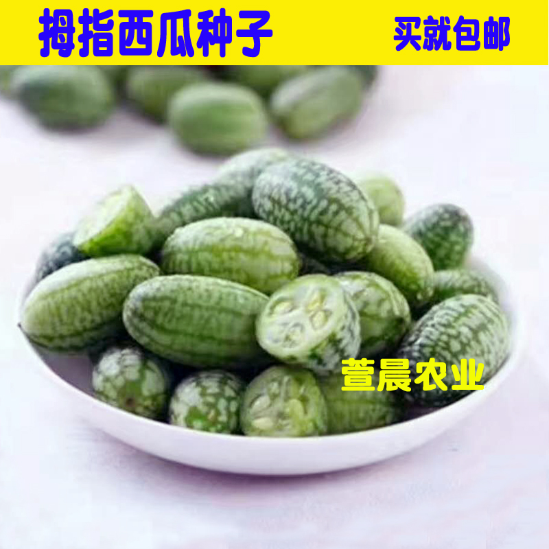 迷你西瓜种子拇指袖珍西瓜水果种子阳台家庭盆栽种植春季低价促销
