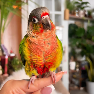 直播间专拍小太阳鹦鹉黄边凤梨蓝化雏鸟活体手养鸟亲人幼鸟半毛鸟