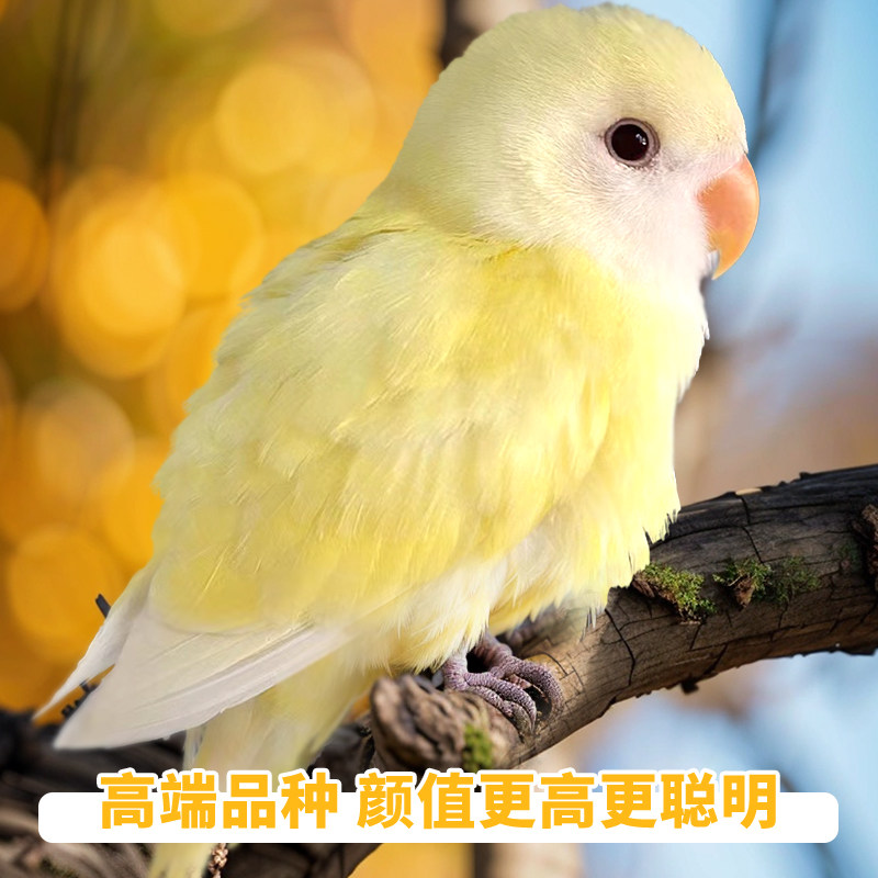 高端牡丹鹦鹉纯手精养活泼亲人图片