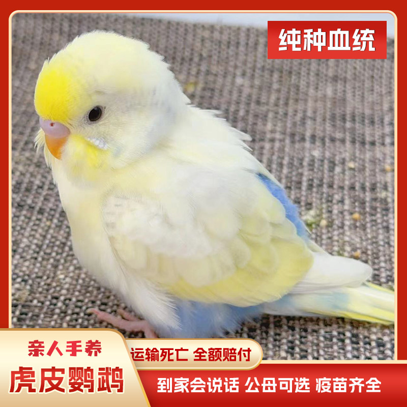 虎皮鹦鹉活鸟会说话纯手精养亲人大头幼雏鸟体半毛牡丹玄凤小型鸟图片